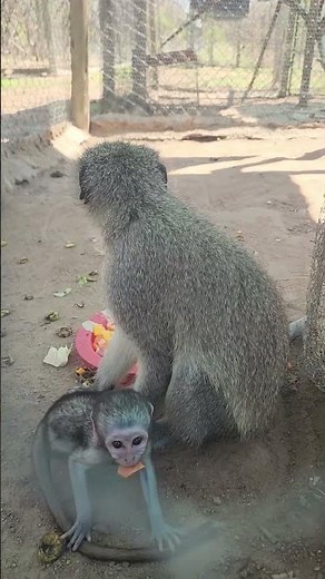 Baby monkey enjoys time with new mom