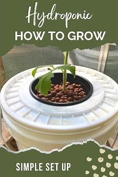 Deep Water Culture Hydroponic's