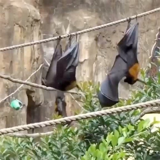 batwent on Instagram: "If you ever wondered how a bat pees 😊 # - 📸 Source: @ overtime on TikTok All credit are reserved for their respective Owners - 💥Want credit or removal?👉 DM @ fixposts - - - - #cutebat#flyingfox#batlover#chauvesouris#savepabats#batsqld#batsarebeautiful#mexicanfreetailedbats#batpup#savebats#atxbats#batfacts#batsarenotpets#fledermausschutz#easternredbat#megabats#batrehabilitation"