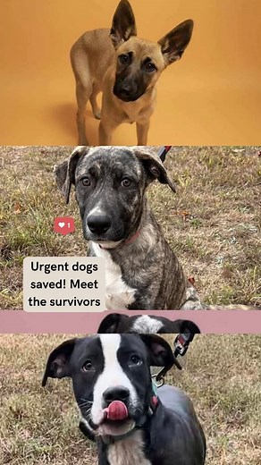 1K reactions · 82 comments | Thank you!! I'm too tired but relieved to write anything else If anyone wants to help us make reels, please DM me. We can use extra help especially if you are out of state!! Also anyone know how to create a basic website? Sending the BIGGEST HUGS! | Clayton County animal shelter Volunteers | Facebook