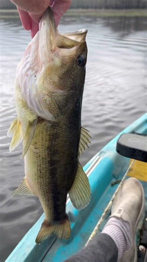 Bassmaster Big Bass Highlights | Kayak Bass Fishing Texas Rivers and Lakes