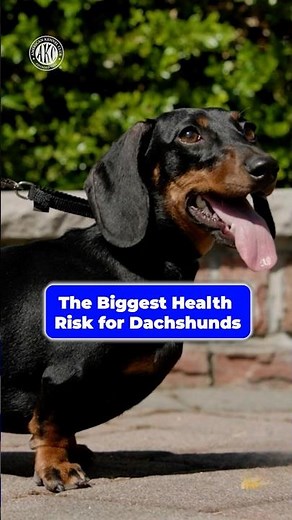 Why You Have to Protect a Dachshund’s Back