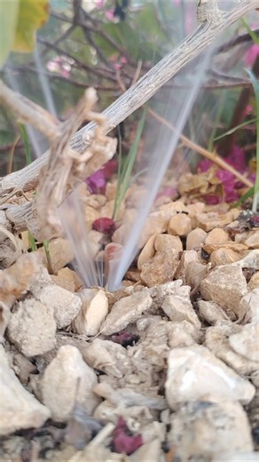 drip line pipe damage #agrideep2d10 #hunter #drip