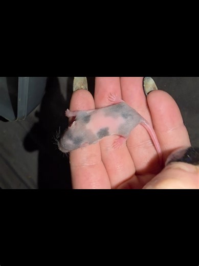 Madness Mousery on TikTok