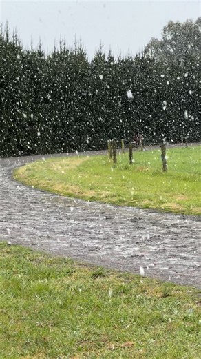 Spring snow ❄️ #horses #horsesofinstagram #racehorse #springsnow #chilly | KW Racing