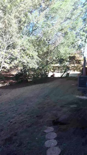 Lucky's next parole board hearing is in 12 days. I am having to document that he shows remorse..has adhered to the statutes, articles and codes of conduct here at the "Lucky's Boom-Boom Room/ Lounge Grill and Detention Center" for the board... convince them that he is rehabilitated and is in fact a "good boy" now. I am happy to report that L. did in fact "c'mere", when it was time to go in. (Note: He does read the comments. Send him a word of congratulations for encouragement. ) Also...see the v