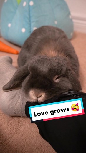 Funny Bunny: Love Grows with a Crazy Pet TikTok Compilation