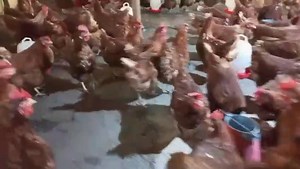  DAY OLD @ 80 KSH  ONE WEEK OLD @130KSH  TWO WEEKS OLD @ 160...