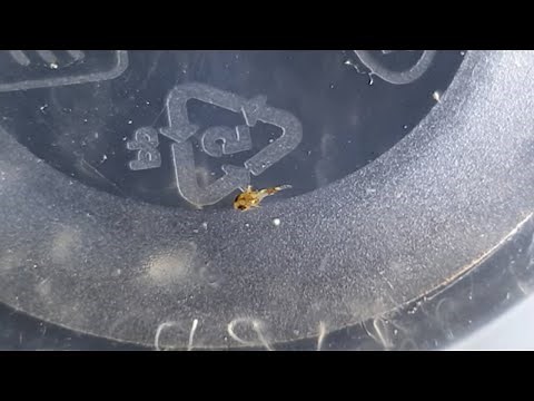 How To Breed Dwarf Pea Puffers Baby Update.