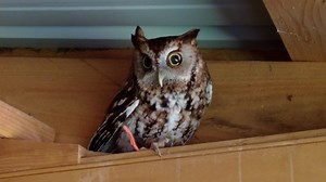 A story out of Franklin County, where birds of prey are front and...