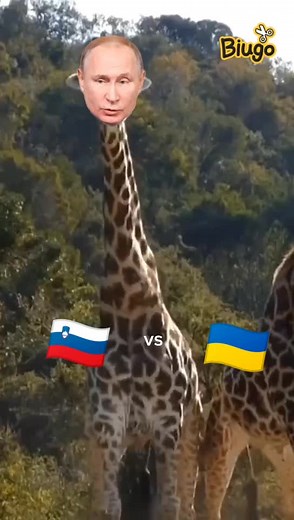 Giraffe Interaction: Playful Moves in the Wild