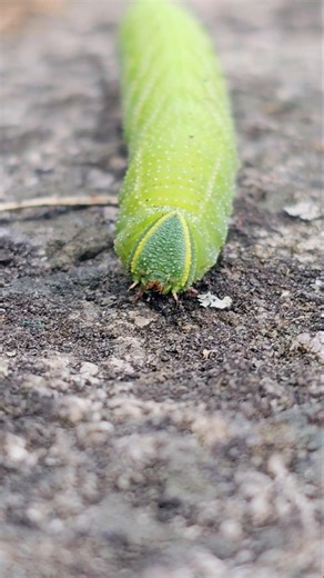 Caterpillars hornworms