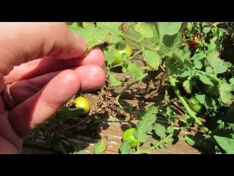 60 Seconds or Sow: Identifying Tomato Leaf Fungus/Leaf Spots & Early Blight - The Rusted Garden 2013