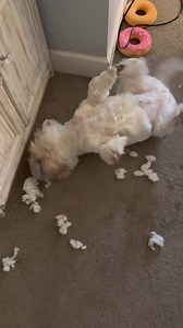 39K views · 2.8K reactions | Piper disemboweled Pickles’ moose and he’s rolling around in the aftermath ❤️ Silly Pickles | The Piper Chronicles | Facebook