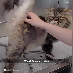 Mayonnaise est allée chez le vétérinaire pour prendre un bain et se faire couper les ongles. Elle n’aime pas du tout les bains, mais son vétérinaire allait le faire ! | Social