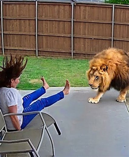 23 Incidents Of Animals Challenging Humans Caught On Camera 🐐vs🤴 | Best Video