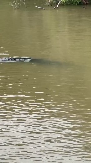 31K views · 3.6K reactions | The Saltwater Crocodile. Masters of their environment. The pinnacle of Predatory Evolution. Northern Territory Australia | Wildman Adventures | Facebook