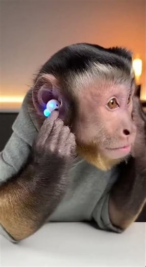 This Monkey Just Unboxed a $10,000 Setup!!