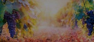 Commercial Services | Atlantic Fertilisers | Unique services on offer