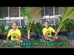 ทำบอนไซมะพร้าวต้นใหญ่แบบง่ายๆ Easy to make big coconut coconut tree