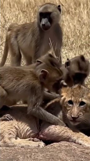 Incredible Nature Moment: Baby Monkeys Comfort Wounded Lion Cub 🐒🦁 #animals #viral
