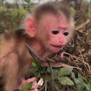 Shala’s Tears Under the Open Sky➡️click for video: https://monkeydam.com/11027 | Pigtail Monkey Daily