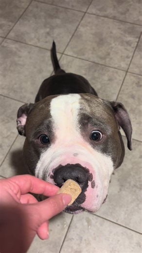 Daily Life of an American Bully Owner