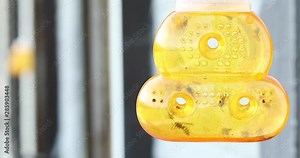 Wasp trap in the summertime with wasps captured inside, with space for text