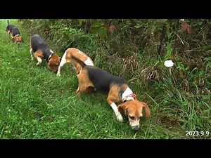 Skyview's Beagles Rabbit Hunting And AKC Field Trials