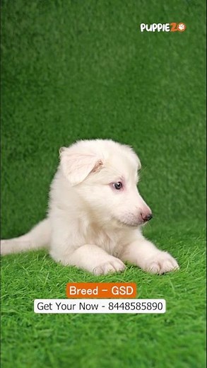 Meet the rare White German Shepherd, a stunning blend of elegance and strength #germanshepherd