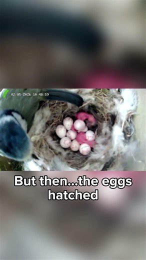 I set up a nest cam and watched these blue tits raise chicks. I didn’t think any would make it.