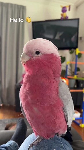 Talking Galah Cockatoo - Cute Bird Videos on TikTok