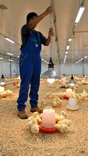 Broilers Brooding Chicks care during Brooding #poultry #chicken #chicken farming #poultry health