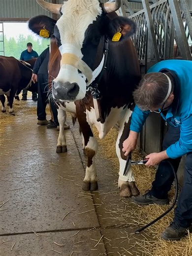 Cow Hoof Trimming and Healing Professional Farm Care
