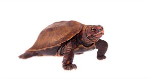 Vietnamese Black Breasted Leaf Turtle - All Turtles
