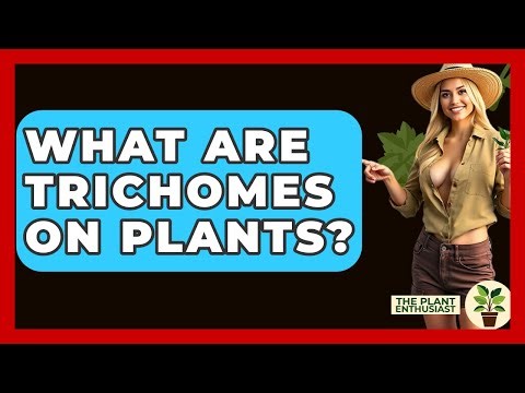 What Are Trichomes On Plants? - The Plant Enthusiast
