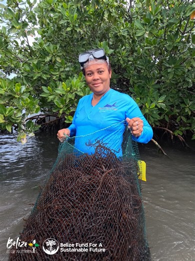 Seaweed (Sea Moss) Post-Harvesting Quality Control Training We are proud to announce the successful completion of the first ever Seaweed (Sea Moss) Post-Harvesting Quality Control Training, conducted in January. Eighteen (18) dedicated participants from five communities braved cold and rainy conditions to strengthen their skills in ensuring cleaner, safer, and market-ready seaweed. Over two intensive sessions, trainees gained hands-on experience in standardized handling, cleaning, and inspection
