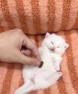 Cute Sleeping Cat🤣🤣🥰 | Pets Story