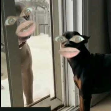 funny # comedy # short # video 🤣 tedao # tedao