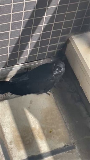 家のベランダにおそらく飛べなくなったカラスがいるんだけど。 これの正しい対処法求む。識者の方お願いします。