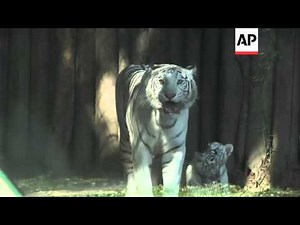 Four white tigers born in captivity in Buenos Aires zoo
