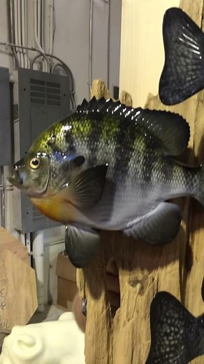 Custom Fishmount display - Gray Taxidermy Fishmounts, Fish replicas