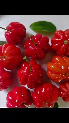Pitanga (Surinam Cherry) — small fruit, big benefits!