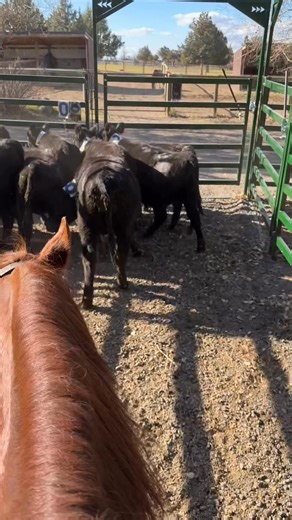 Cattle have been settled and are ready for our 2 Man Ranch Sorting Practice tomorrow (Saturday)! | Flying Flower Ranch, LLC