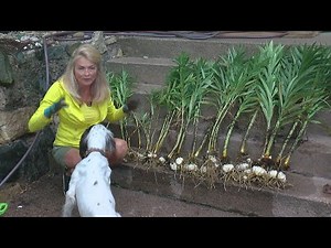 DIY With Rebecca: Digging Up Bulbs For Next Season