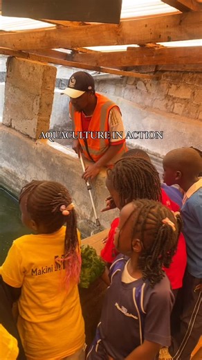 We give students a chance to experience sustainable aquaculture firsthand. During school visits, learners get to observe and participate in the feeding of our tilapia and catfish two of the most common and nutritious freshwater fish in Kenya. Through this hands-on activity, students learn about the fish life cycle, feeding habits, and the importance of responsible farming practices in maintaining clean, healthy water systems. 📞 Book your school visit today: 0794 617 267 📍 Adventure Farm #Adven
