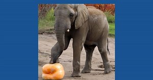 Let the 'gourd' times roll: Elephant at Indy Zoo helps clean up after ZooBoo with giant pumpkin smash