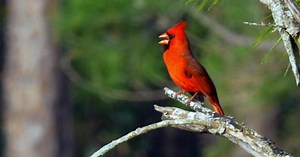 Nature: Dauphin Island