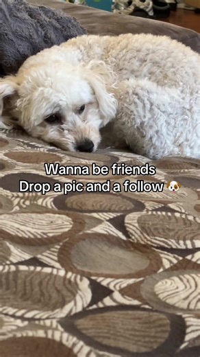 Mini poodle drop and pic and a follow #minipoodle #coco
