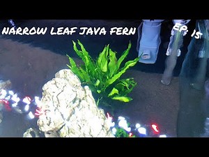 BEGINNER PLANT: Narrow Leaf Java Fern